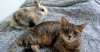 lola pet sitter à EAUBONNE 95600