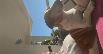 lina pet sitter à CHEVILLY LARUE 94550_1