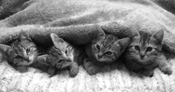 sélénia pet sitter à ELBEUF 76500_6