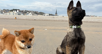 claudie pet sitter à MONTIVILLIERS 76290_7