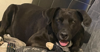 alison pet sitter à Morteau 25500_4