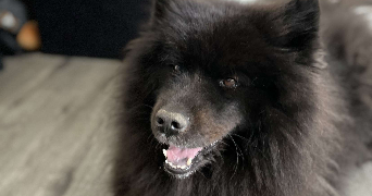 candice pet sitter à LA BOISSE 01120_3