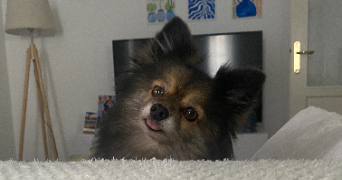 naomie pet sitter à VILLIERS SUR MARNE 94350_3