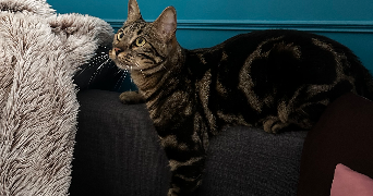 fleuriane pet sitter à MARSEILLE 06 13006_3
