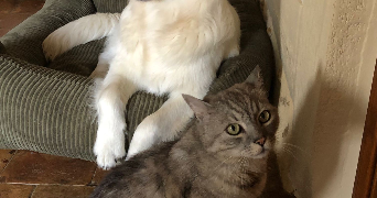 salomé pet sitter à ST MARS LA BRIERE 72470_1