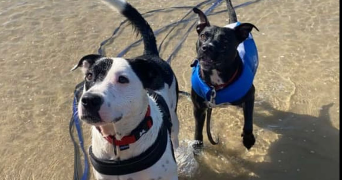 elodie pet sitter à BONNEVAL 28800_2