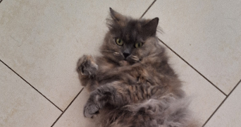 lucile pet sitter à MONTHIERS 02400_2