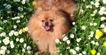 lana pet sitter à ST ANDRE DE LA ROCHE 06730_3