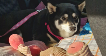eneka pet sitter à CUGNAUX 31270_3