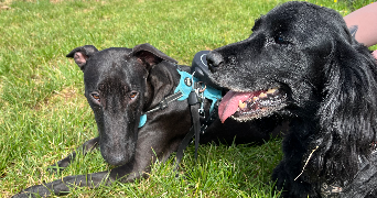 emilie pet sitter à MARSANNAY LA COTE 21160_3