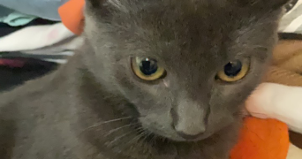farah pet sitter à CHAMPIGNY SUR MARNE 94500_0