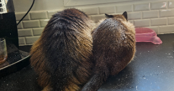 alaïs pet sitter à GRENOBLE 38000_3