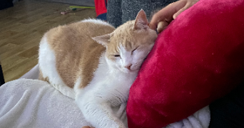 fannie pet sitter à PONT STE MAXENCE 60700_2