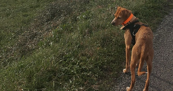 sandy dog sitter à ST CIERS SUR GIRONDE 33820_2