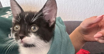 lea pet sitter à AUXY 45340_7