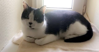 leyla pet sitter à PRUNAY EN YVELINES 78660_2