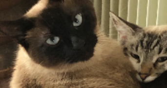 lucie cat sitter à PESSAC 33600_7