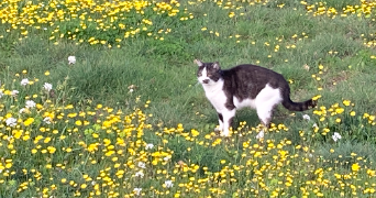 francoise pet sitter à VALROS 34290_1