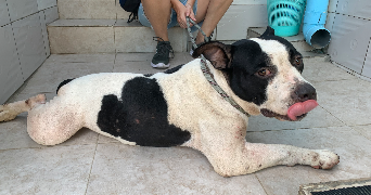 sophie pet sitter à PARIS 17 75017_4