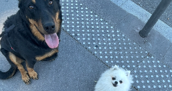 marjorie pet sitter à CALUIRE ET CUIRE 69300_5