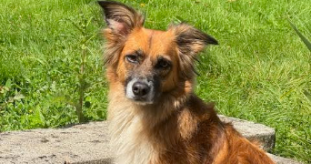 cabellic pet sitter à LINAS 91310_2