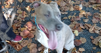roxanne pet sitter à CHAMALIERES 63400_3