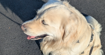 eléa pet sitter à ST YVI 29140_1