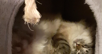 ewen pet sitter à BREST 29200_1