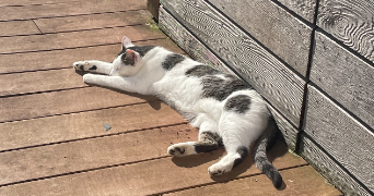 erine pet sitter à GOUESNOU 29850_2