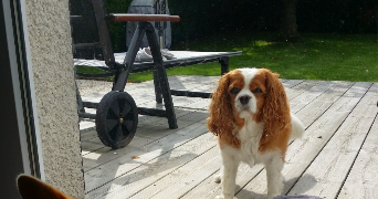 jean marc pet sitter à ARRAS 62000_5
