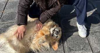 alice pet sitter à RENNES 35000_2