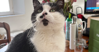 inès pet sitter à SAUMUR 49400_1