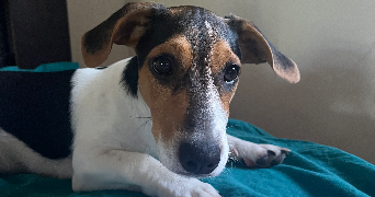 endahlé pet sitter à BESANCON 25000_4