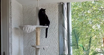 rachel pet sitter à FONTENAY SOUS BOIS 94120_5