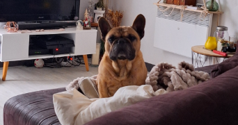 damaris pet sitter à SESSENHEIM 67770_3