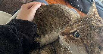 lou-anne pet sitter à PARIS 13 75013_1