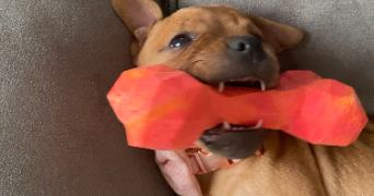 manon pet sitter à BURBURE 62151_9