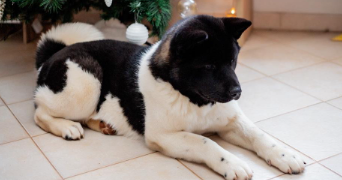 marnie pet sitter à FONTENAY SUR EURE 28630_3