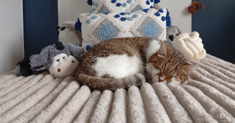 roxane pet sitter à ST ROMAIN EN VIENNOIS 84110_1