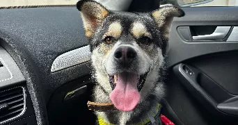 annaëlle pet sitter à PLOUGOURVEST 29400