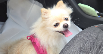 alycia pet sitter à AIX EN PROVENCE 13100_4