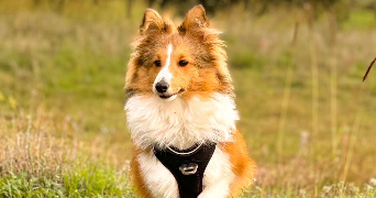 roxane dog sitter à FREJUS 83600_1