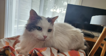 sandrine  pet sitter à GREZIEU LA VARENNE 69290_7