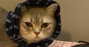 dilara cat sitter à TOULOUSE 31000_4