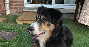 valentin pet sitter à Avesnes les aubert 59129_3
