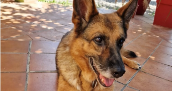 marine pet sitter à BAGARD 30140_8