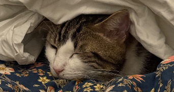 pauline pet sitter à LILLE 59000_3