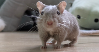 vinciane pet sitter à Armentières 59280_3