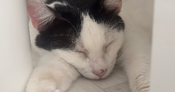 leila pet sitter à LES MUREAUX 78130_2