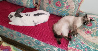 Elodie pet sitter à Lagor 64150_0